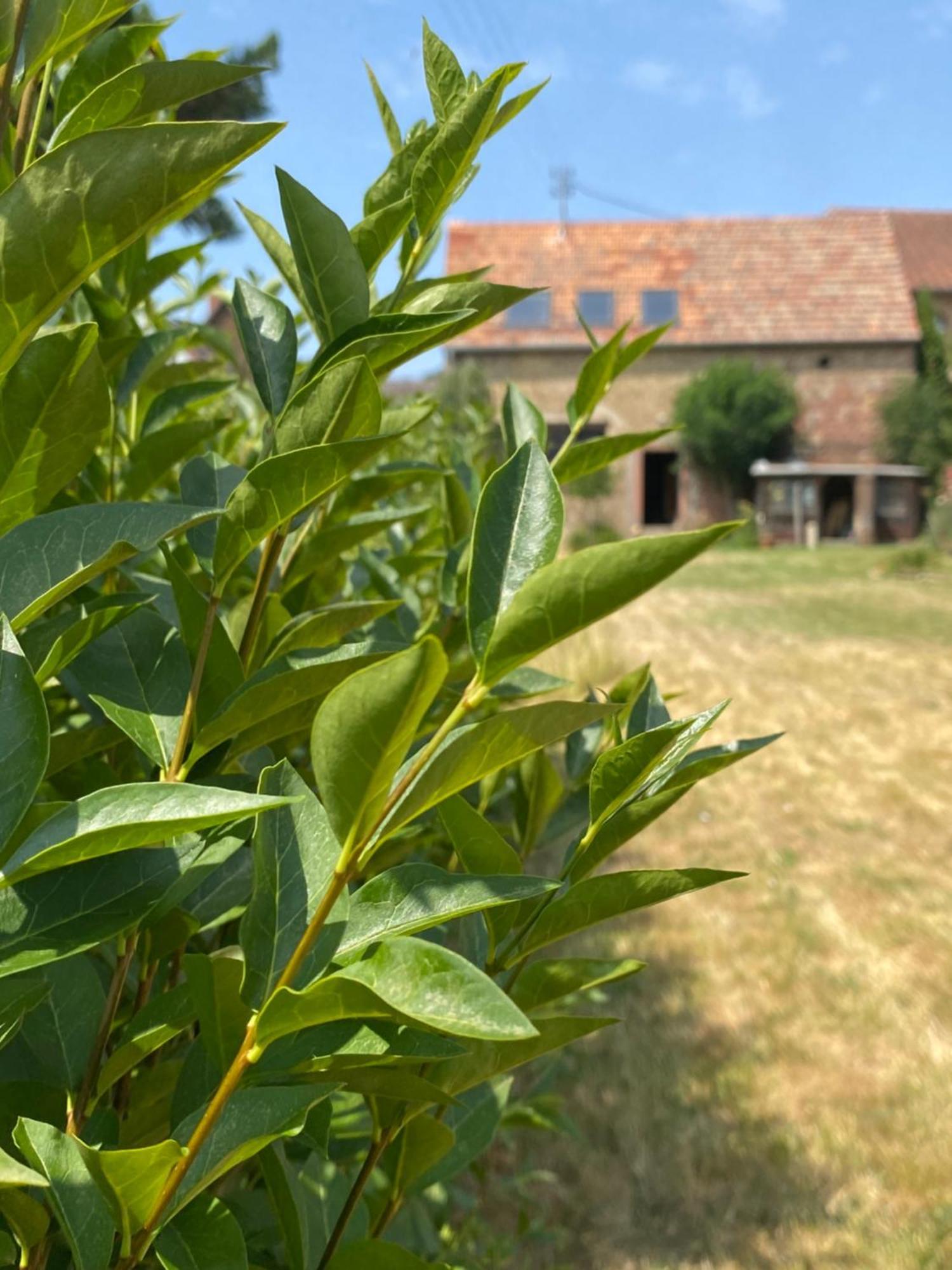 Zum Schockelgaul Gaestehaus Forst an der Weinstrasse Exteriör bild
